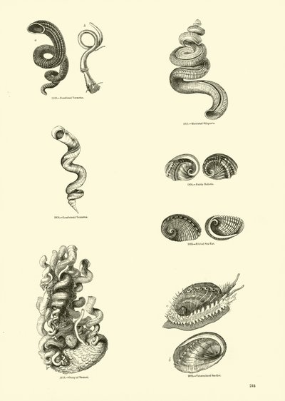 Page from The Pictorial Museum of Animated Nature by English School
