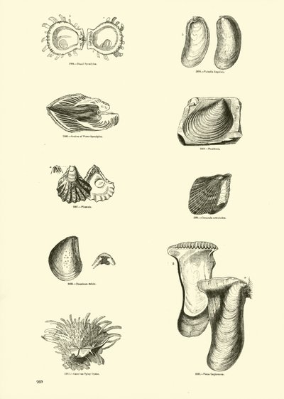 Page from The Pictorial Museum of Animated Nature by English School