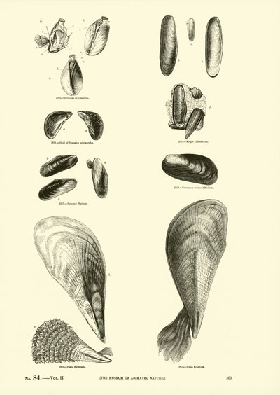 Page from The Pictorial Museum of Animated Nature by English School