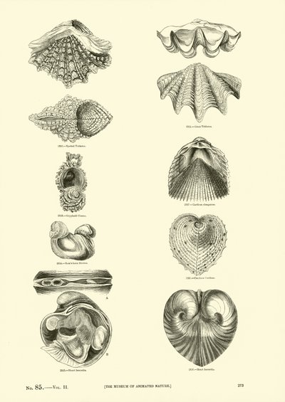 Page from The Pictorial Museum of Animated Nature by English School