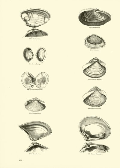 Page from The Pictorial Museum of Animated Nature by English School