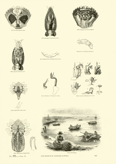 Page from The Pictorial Museum of Animated Nature by English School