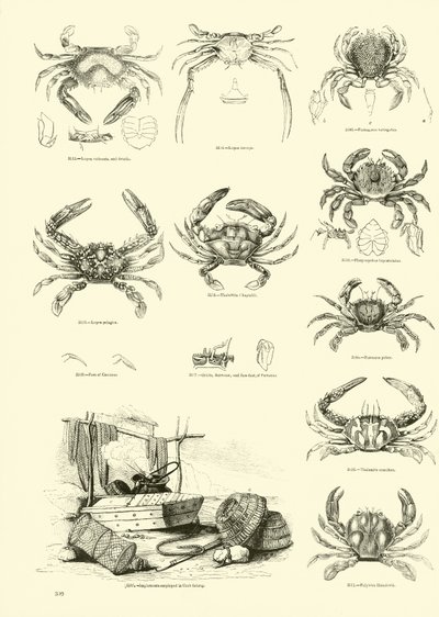 Page from The Pictorial Museum of Animated Nature by English School