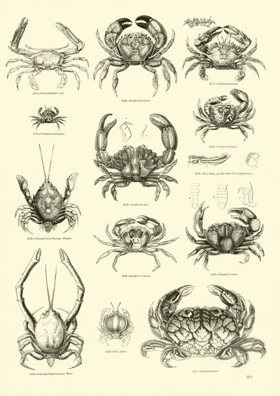 Page from The Pictorial Museum of Animated Nature by English School