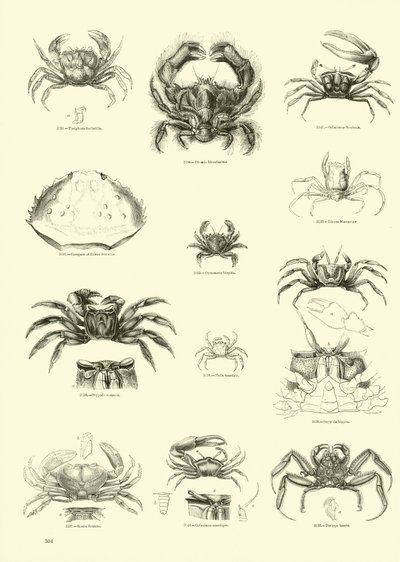Page from The Pictorial Museum of Animated Nature by English School