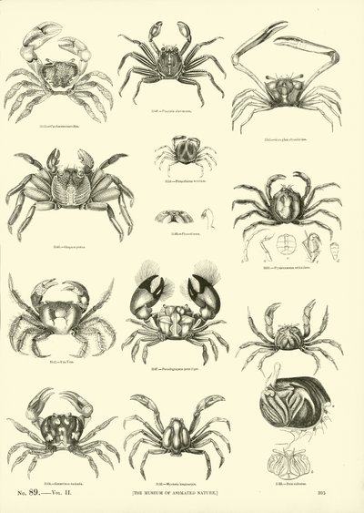 Page from The Pictorial Museum of Animated Nature by English School