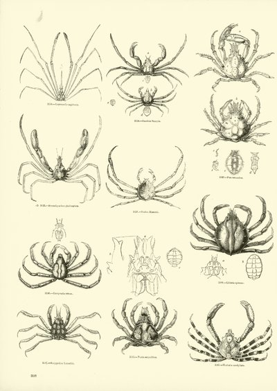 Page from The Pictorial Museum of Animated Nature by English School