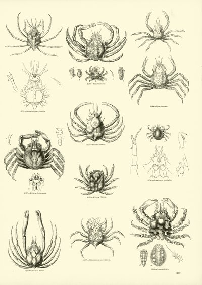 Page from The Pictorial Museum of Animated Nature by English School