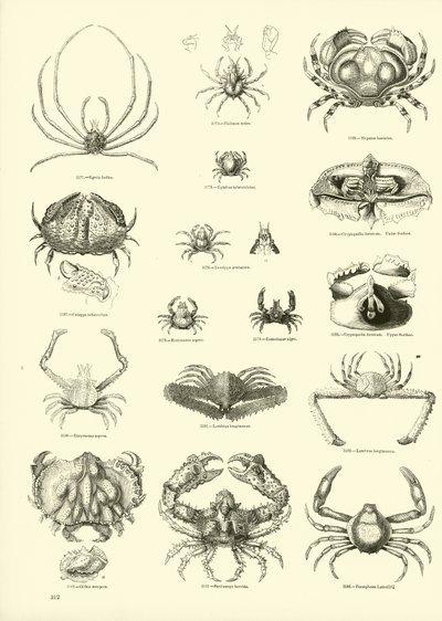 Page from The Pictorial Museum of Animated Nature by English School