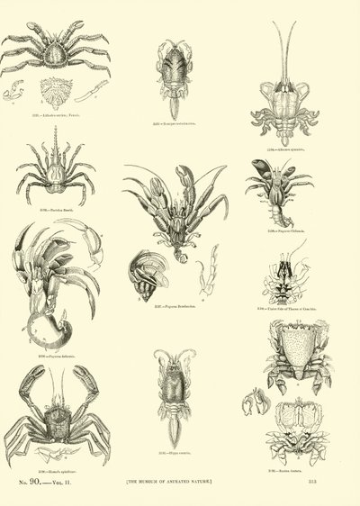 Page from The Pictorial Museum of Animated Nature by English School