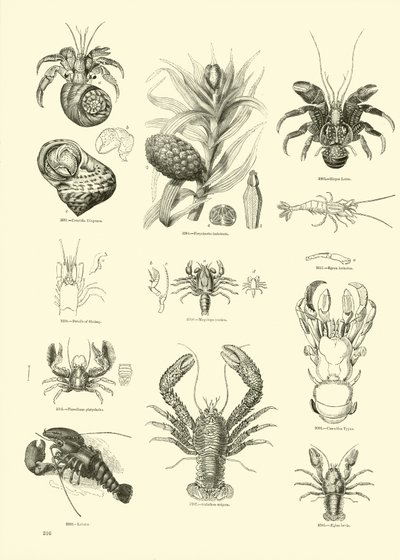 Page from The Pictorial Museum of Animated Nature by English School