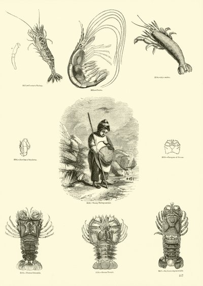 Page from The Pictorial Museum of Animated Nature by English School