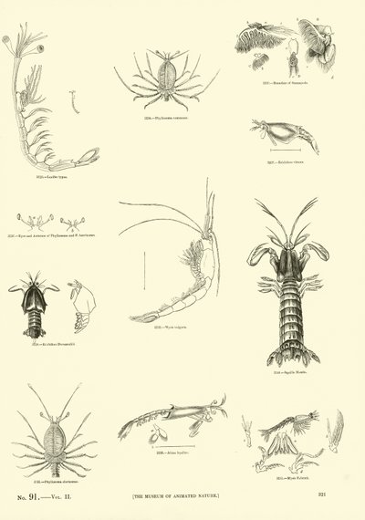 Page from The Pictorial Museum of Animated Nature by English School