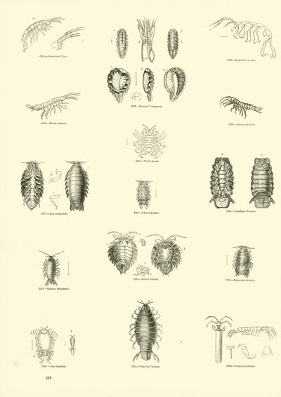 Page from The Pictorial Museum of Animated Nature by English School