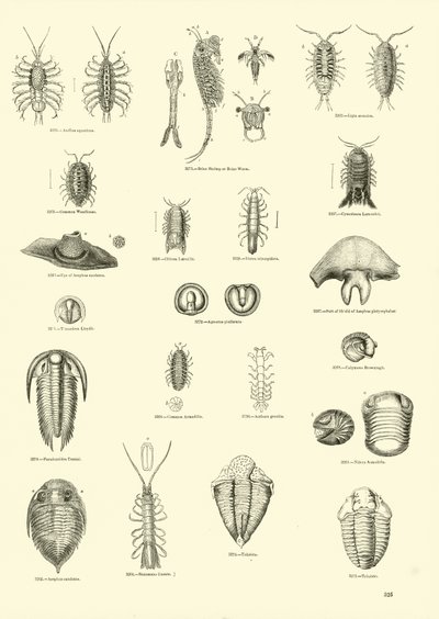Page from The Pictorial Museum of Animated Nature by English School