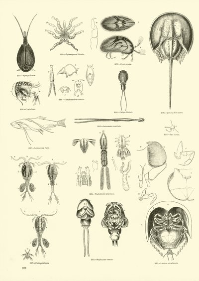 Page from The Pictorial Museum of Animated Nature by English School