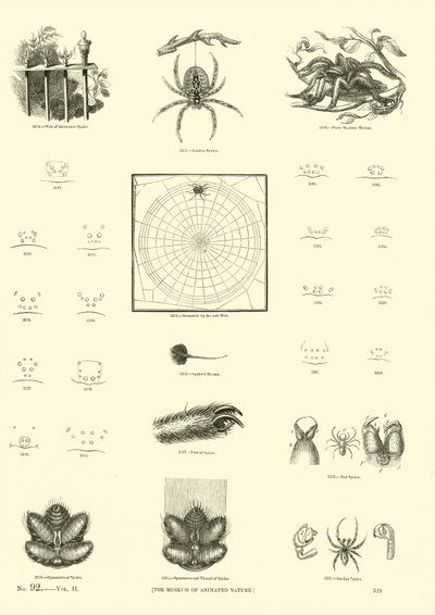 Page from The Pictorial Museum of Animated Nature by English School