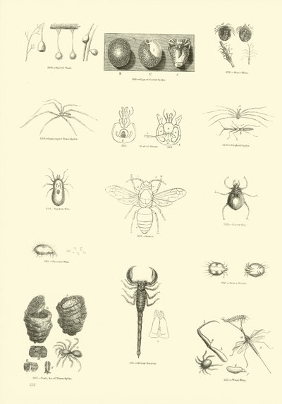 Page from The Pictorial Museum of Animated Nature by English School