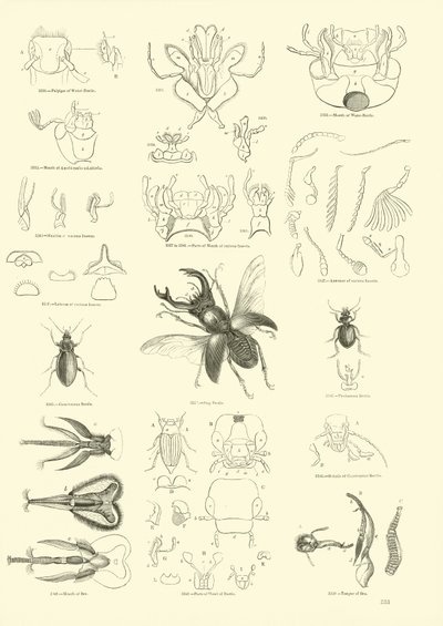 Page from The Pictorial Museum of Animated Nature by English School