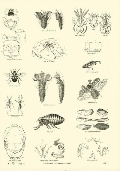 Page from The Pictorial Museum of Animated Nature by English School