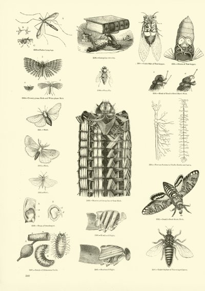 Page from The Pictorial Museum of Animated Nature by English School