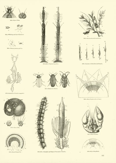 Page from The Pictorial Museum of Animated Nature by English School