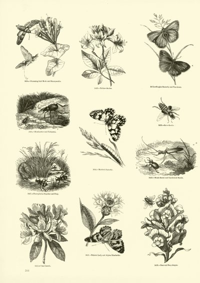 Page from The Pictorial Museum of Animated Nature by English School
