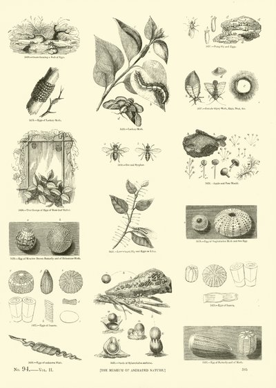Page from The Pictorial Museum of Animated Nature by English School