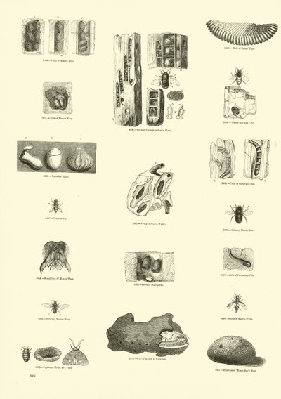 Page from The Pictorial Museum of Animated Nature by English School