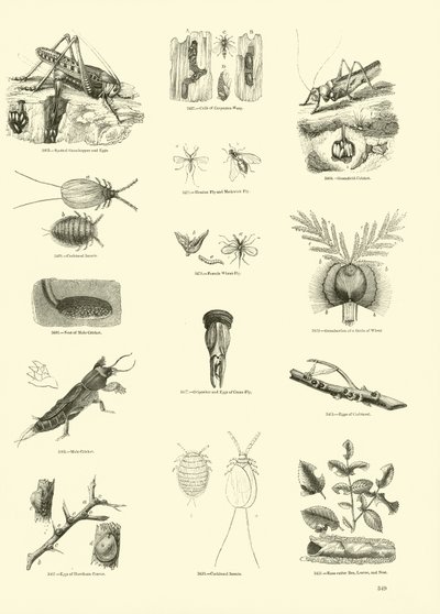 Page from The Pictorial Museum of Animated Nature by English School