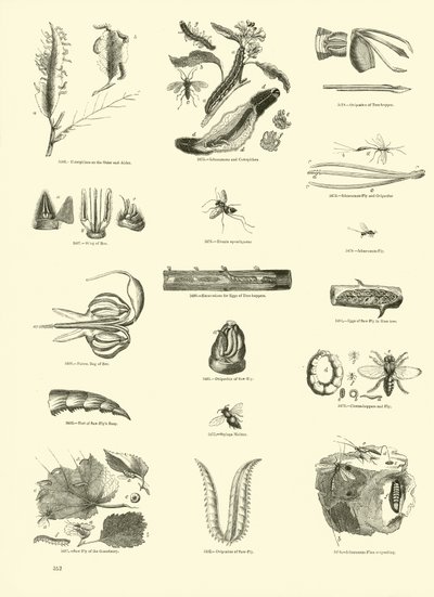 Page from The Pictorial Museum of Animated Nature by English School