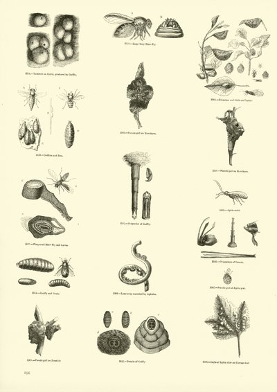 Page from The Pictorial Museum of Animated Nature by English School