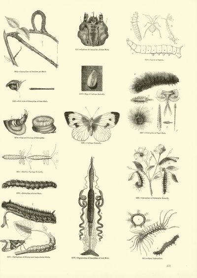 Page from The Pictorial Museum of Animated Nature by English School
