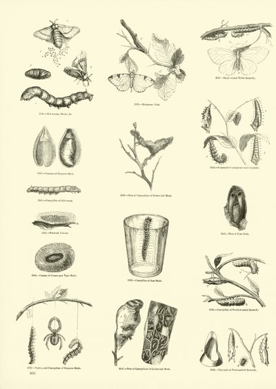 Page from The Pictorial Museum of Animated Nature by English School