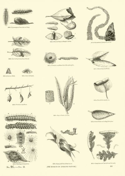 Page from The Pictorial Museum of Animated Nature by English School