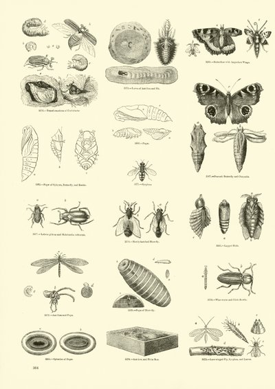 Page from The Pictorial Museum of Animated Nature by English School