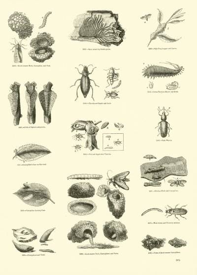 Page from The Pictorial Museum of Animated Nature by English School