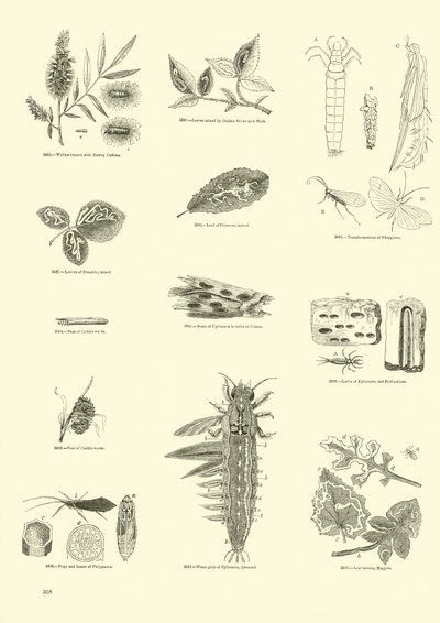 Page from The Pictorial Museum of Animated Nature by English School