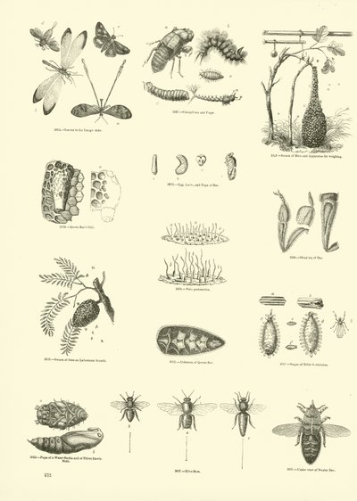 Page from The Pictorial Museum of Animated Nature by English School