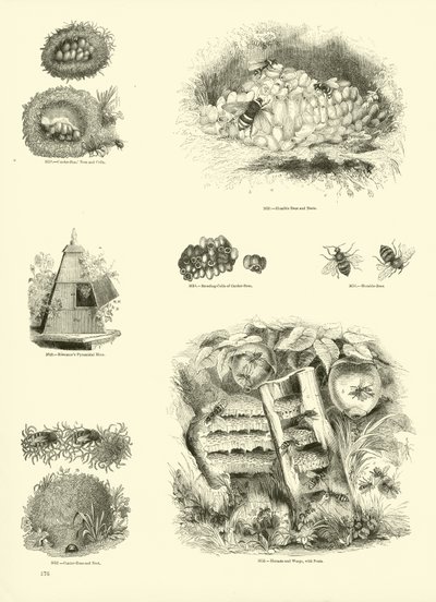Page from The Pictorial Museum of Animated Nature by English School