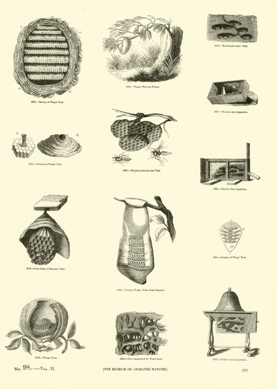 Page from The Pictorial Museum of Animated Nature by English School