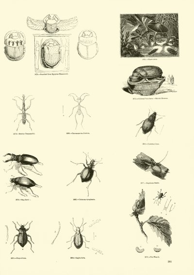 Page from The Pictorial Museum of Animated Nature by English School
