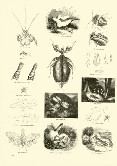 Page from The Pictorial Museum of Animated Nature by English School