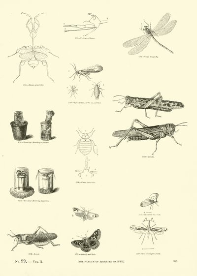 Page from The Pictorial Museum of Animated Nature by English School