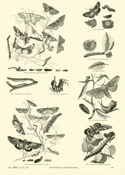 Page from The Pictorial Museum of Animated Nature by English School