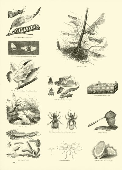 Page from The Pictorial Museum of Animated Nature by English School