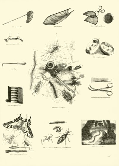 Page from The Pictorial Museum of Animated Nature by English School