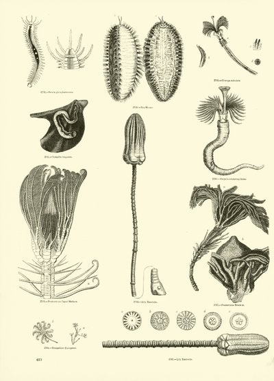 Page from The Pictorial Museum of Animated Nature by English School