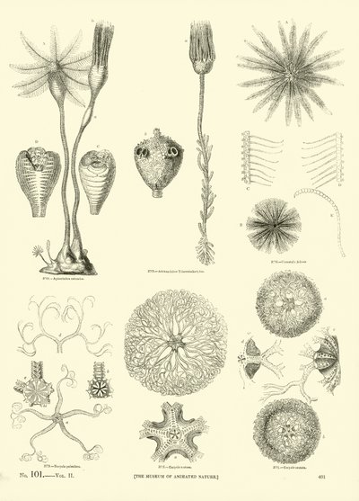 Page from The Pictorial Museum of Animated Nature by English School