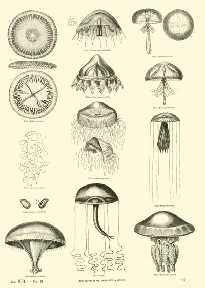 Page from The Pictorial Museum of Animated Nature by English School